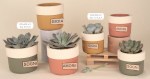 Set di vasi porta pianta colorati in ceramica con scritte Gioia, Amore e Sogni, ideali come bomboniere per cerimonie ed eventi. 02a458-02a459